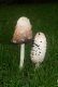 Fungi: Shaggy Ink Cap (Coprinus comatus)